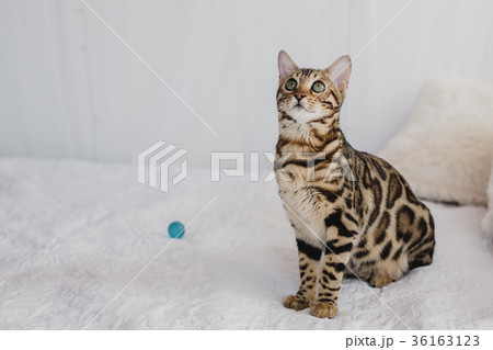 Bengal cat brown spotted Bengal cat brown spotted 36163123