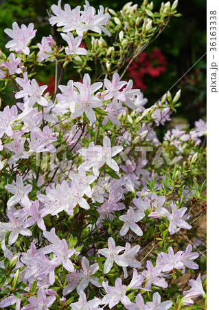 薄い赤紫色が美しいリュウキュウツツジ 薄い赤紫色が美しいリュウキュウツツジ 36163338