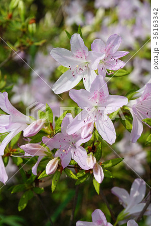 薄い赤紫色が美しいリュウキュウツツジ 36163342