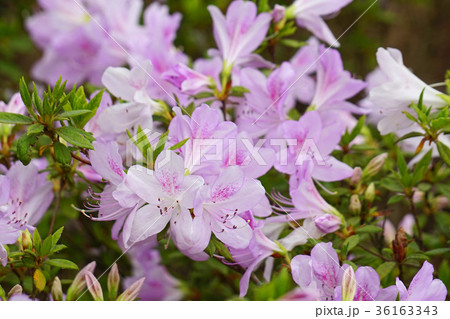 薄い赤紫色が美しいリュウキュウツツジ 36163343