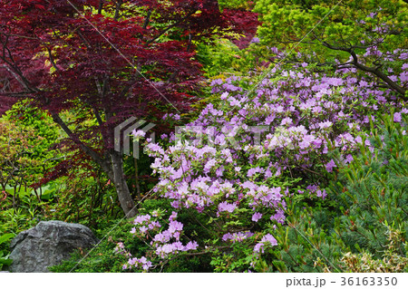 薄い赤紫色が美しいリュウキュウツツジ 薄い赤紫色が美しいリュウキュウツツジ 36163350