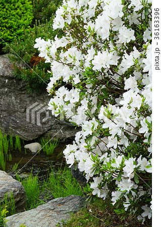 気品ある白色のリュウキュウツツジ 36163396