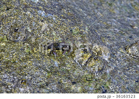 磯ガニ 磯ガニ 36163523