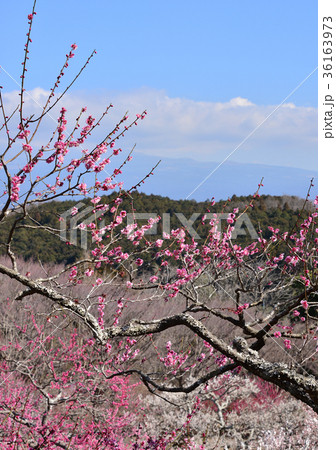 岩本山公園梅園-34423 36163973