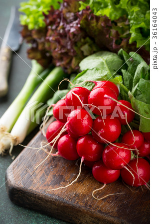 Large bunch of fresh raw radish 36164043