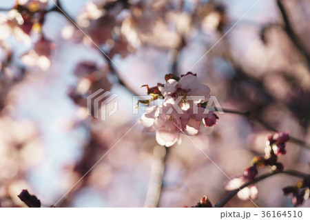 macro shot of sakura blossom in warm spring 36164510