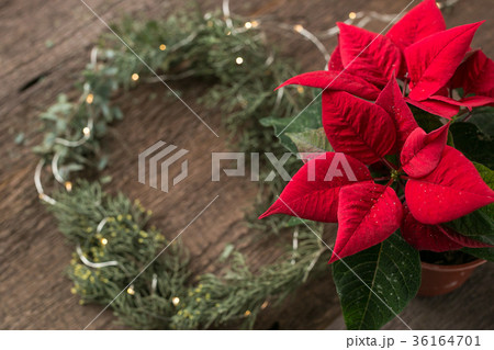 decoration, planting, flower design concept. on 36164701