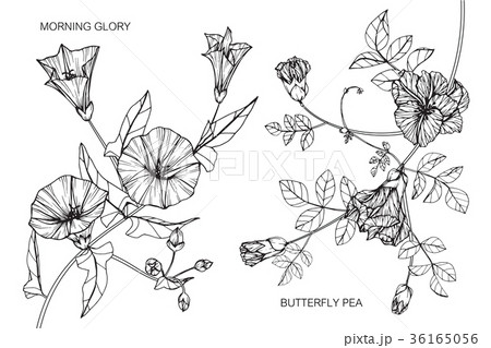 Flower drawing illustration.  36165056