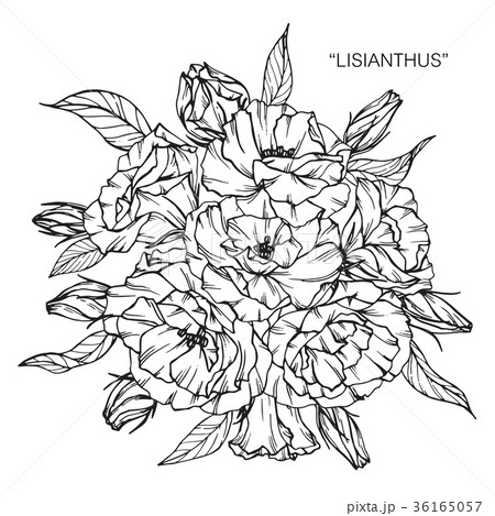 Lisianthus flower drawing illustration. Lisianthus flower drawing illustration. 36165057