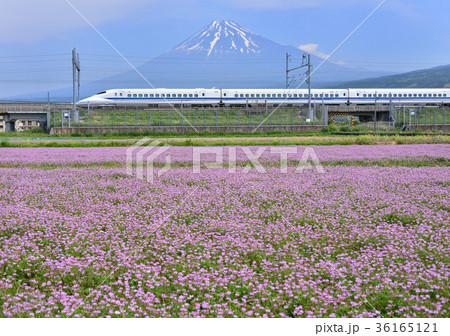 新幹線と富士山-5585 新幹線と富士山-5585 36165121