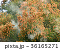 杉花粉-19735 36165271