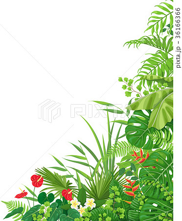 Side Corner  Border  with Tropical  Plants 36166366