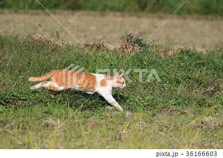 田んぼのあぜ道を走って逃げる茶白猫の写真素材