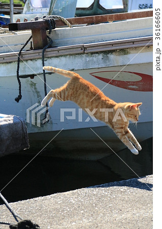 琵琶湖の漁港で船から岸に飛ぶ茶トラ猫 36166605