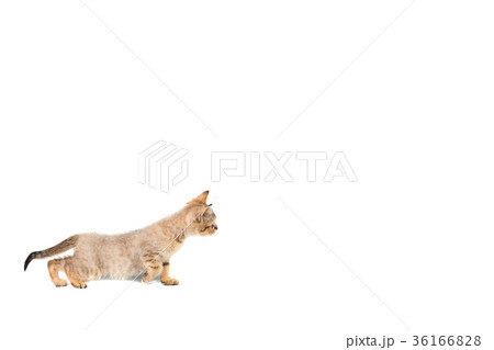 kittens Scotty Straight banner with copy space 36166828