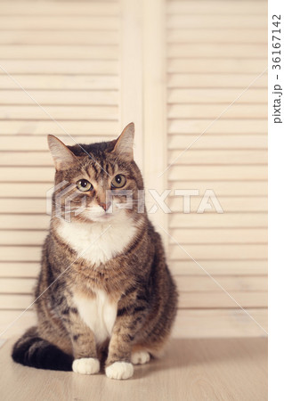 Cat sitting on wooden background 36167142