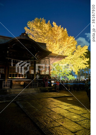 千葉県 葛飾八幡宮 千本公孫樹ライトアップ 煌kirameki2017 千葉県 葛飾八幡宮 千本公孫樹ライトアップ 煌kirameki2017 36167930