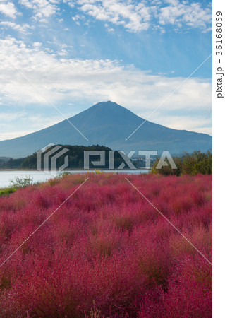 富士山 コキア 紅葉 河口湖の写真素材