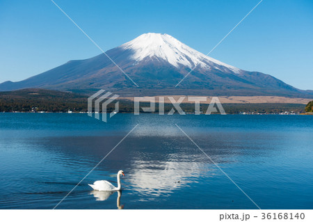 富士山 逆さ富士 青空 白鳥 山中湖の写真素材