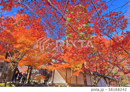 二尊院 紅葉の黒門 二尊院 紅葉の黒門 36168242
