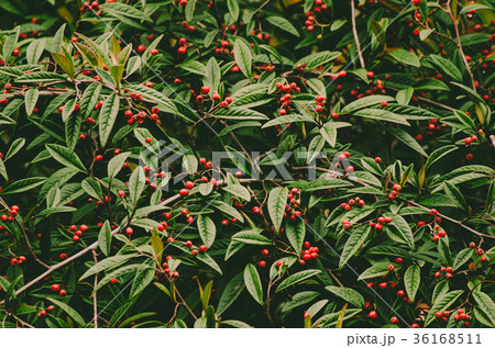 Autumn berries texture Autumn berries texture 36168511