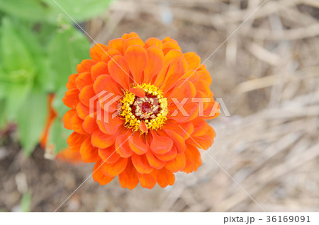 百日草 36169091