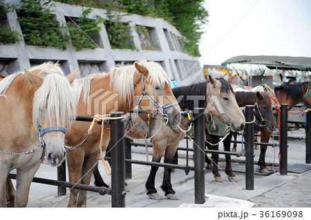 観光用馬 36169098