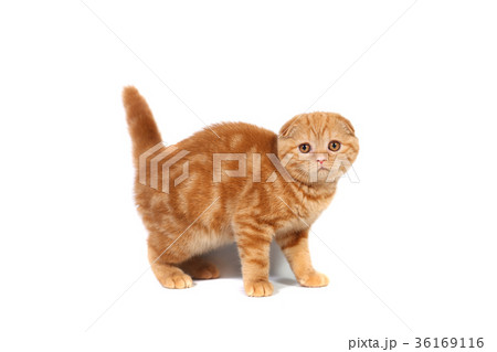 Scottish Fold small baby cat of red color Scottish Fold small baby cat of red color 36169116