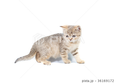 Standing scottish straight cat kitten isolated Standing scottish straight cat kitten isolated 36169172