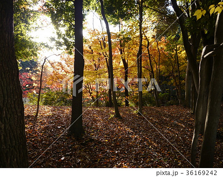 多摩中央公園の紅葉 36169242