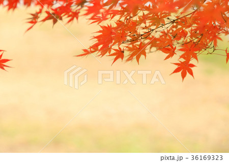 紅葉 36169323