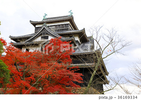 晩秋の松江城 36169334