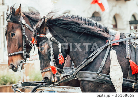 two horses harnessed to the carriage 36169658
