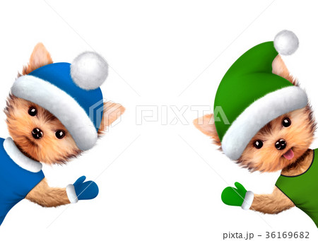 Funny Dogs wearing wearing winter clothes Funny Dogs wearing wearing winter clothes 36169682