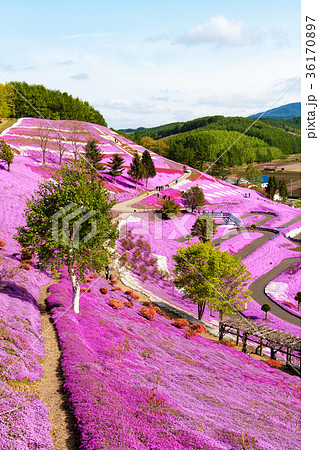 東藻琴山　(5月　芝桜) 36170897
