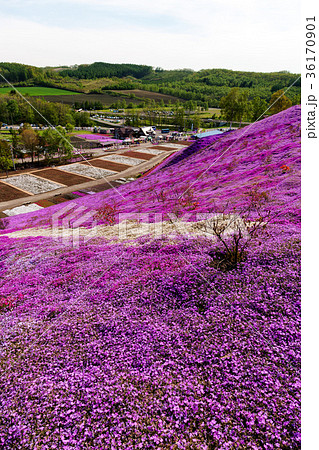 東藻琴山 (5月 芝桜) 東藻琴山 (5月 芝桜) 36170901