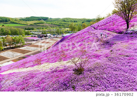 東藻琴山 (5月 芝桜) 東藻琴山 (5月 芝桜) 36170902