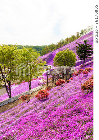 東藻琴山　(5月　芝桜) 36170905