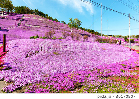 東藻琴山　(5月　芝桜) 36170907