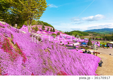 東藻琴山　(5月　芝桜) 36170917