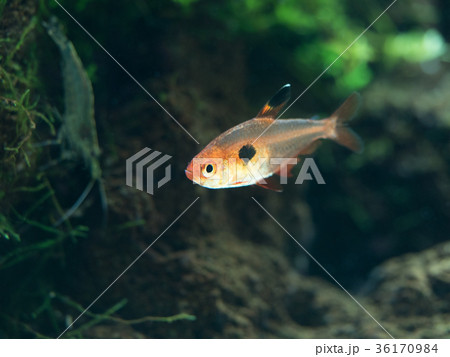 熱帯魚　レッドファントム 36170984