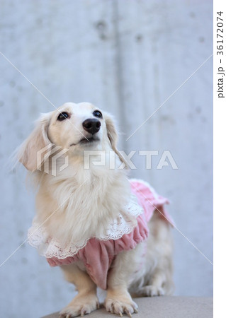 ミニチュアダックスフンド 36172074