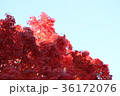 紅葉 36172076