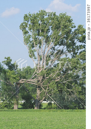 Tree Broken in Half Tree Broken in Half 36173997