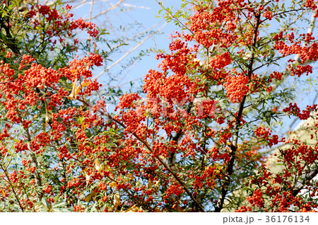 真っ赤なピラカンサス 36176134