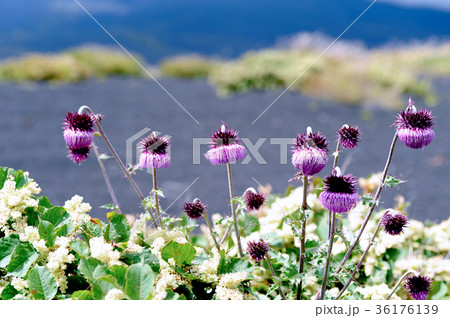 フジアザミ 36176139