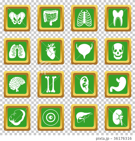 Human organs icons set green 36176316