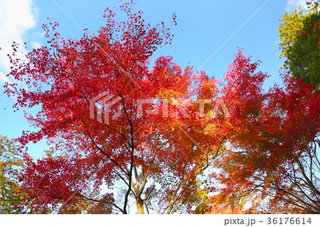 庭園のもみじ 庭園のもみじ 36176614