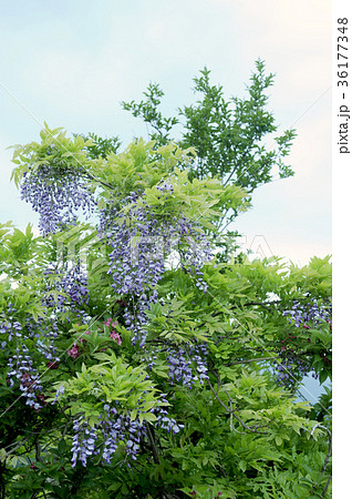 ヤマフジの花 36177348