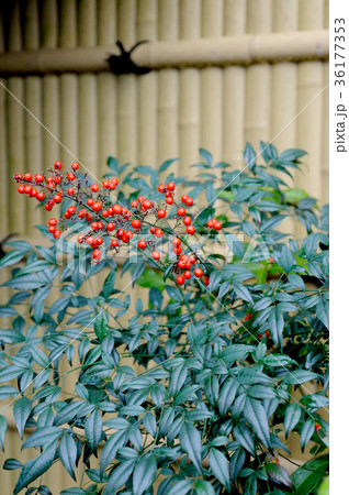 ナンテンの赤い実 36177353